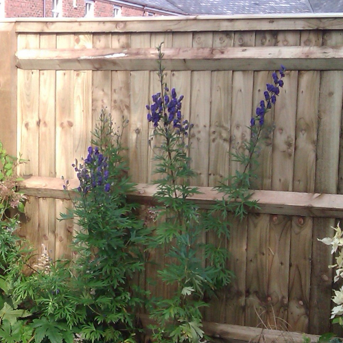 closeboard fence