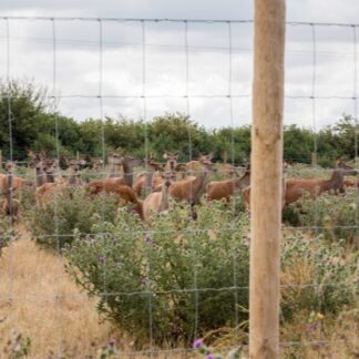 Wire and Stock Fencing